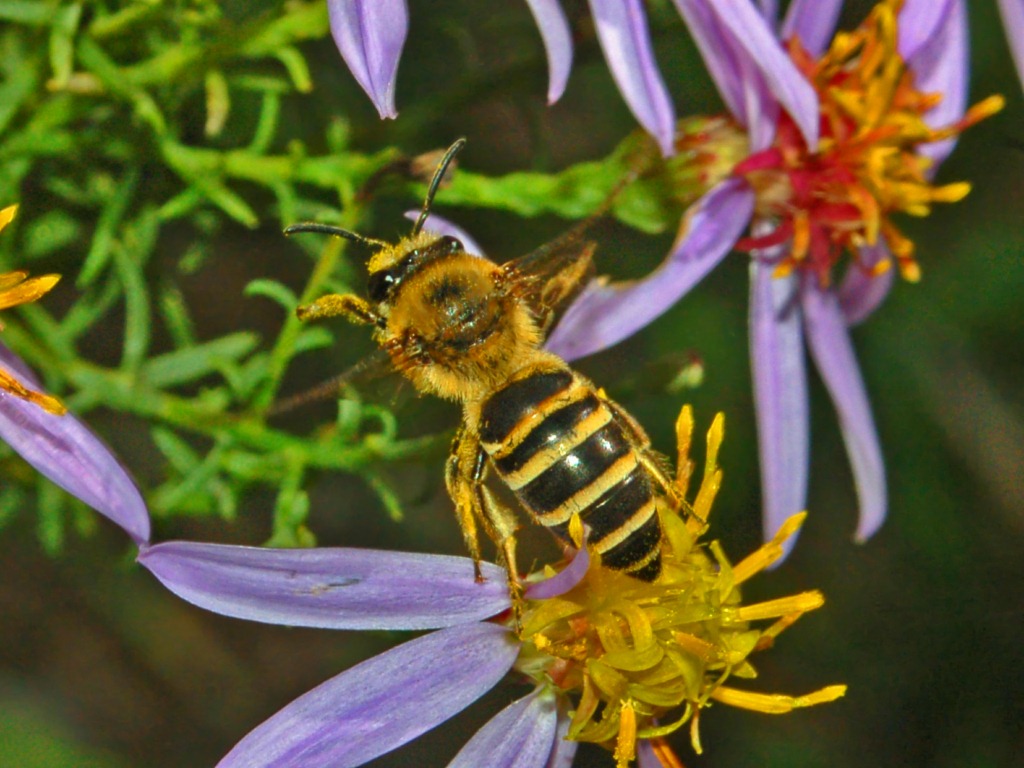 Una vespetta a fine ottobre: Colletes sp.